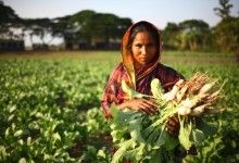 Pakistani farming starved of research funding