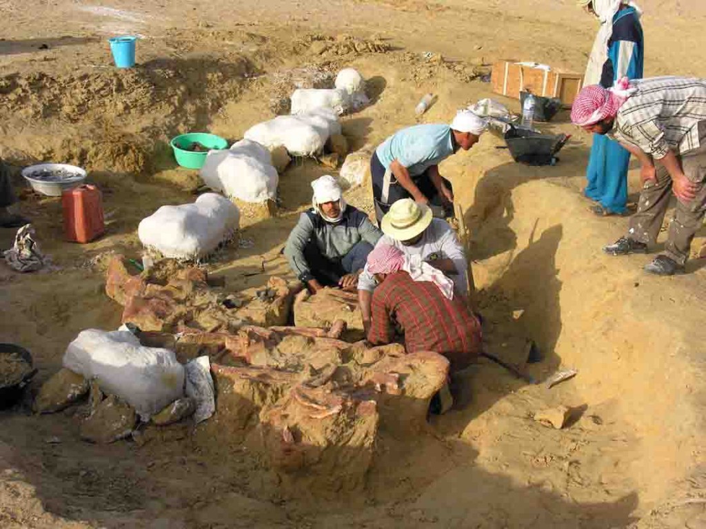 Basilosaurus isis fossil whale skeleton excavated in Wadi Hitan, Egypt (image courtesy Professor Gingerich)