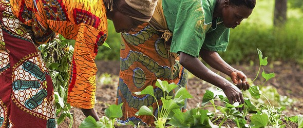 Traditional Farming Practices for Enhanced Food Security