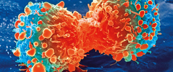 Cancer cells programmed back to normal by US scientists