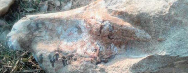 Archeologists in Pakistan unearth a 3.3-million-year-old fossil of extinct Anthracothere