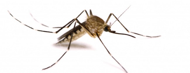 Nazi scientists planned to use mosquitoes as biological weapon