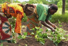Traditional Farming Practices for Enhanced Food Security