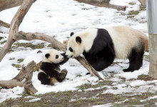 Climate change may halve giant panda’s habitat by 2070