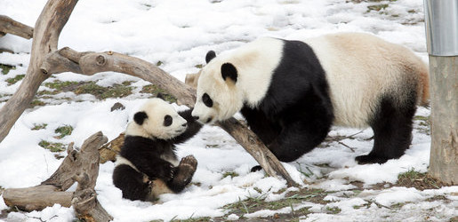 Climate change may halve giant panda’s habitat by 2070
