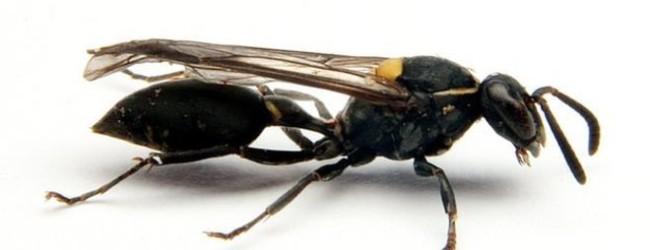 Wasp venom ‘a weapon against cancer’