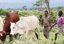 World’s first genome study reveals amazing diversity among African cattle